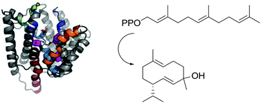 Graphical abstract: Improved selectivity of an engineered multi-product terpene synthase