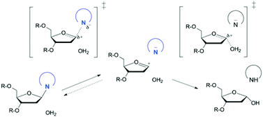 Graphical abstract: Mechanisms for enzymatic cleavage of the N-glycosidic bond in DNA