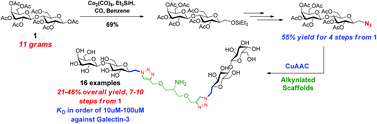 Graphical abstract: Adaptable synthesis of C-lactosyl glycoclusters and their binding properties with galectin-3