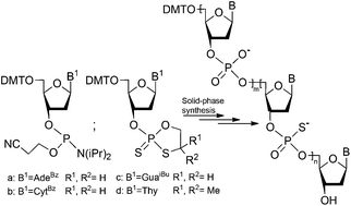Graphical abstract: Synthesis of PS/PO-chimeric oligonucleotides using mixed oxathiaphospholane and phosphoramidite chemistry