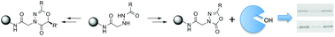 Graphical abstract: Solid phase synthesis of 1,3,4-oxadiazin-5 (6R)-one and 1,3,4-oxadiazol-2-one scaffolds from acyl hydrazides