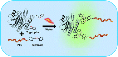 Graphical abstract: Photo-induced conjugation of tetrazoles to modified and native proteins
