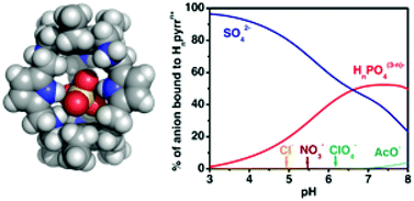 Graphical abstract: Sulfate recognition by a hexaaza cryptand receptor
