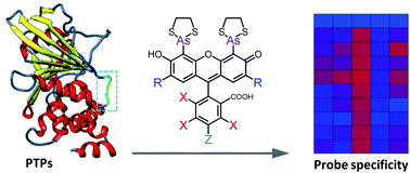 Graphical abstract: Probing the target-specific inhibition of sensitized protein tyrosine phosphatases with biarsenical probes
