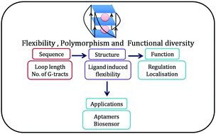 Graphical abstract: The tale of RNA G-quadruplex