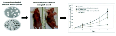 Graphical abstract: The development of chitosan based microcapsules as delivery vehicles for orally administered daunorubicin