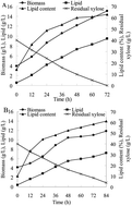 Graphical abstract: Microbial lipid production by oleaginous yeast in d-xylose solution using a two-stage culture mode