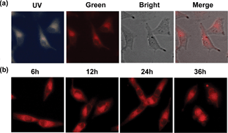 Graphical abstract: Discovery of a novel fluorescent HSP90 inhibitor and its anti-lung cancer effect