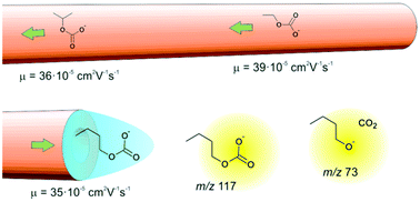 Graphical abstract: A capillary electrophoresis/tandem mass spectrometry approach for the determination of monoalkyl carbonates