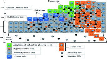 Graphical abstract: Enhancement of tumor smart-targeting efficiency based on optical communication between signaling and receiving nanoparticles (modeling and analysis)