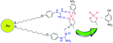 Graphical abstract: Guanidine based self-assembled monolayers on Au nanoparticles as artificial phosphodiesterases