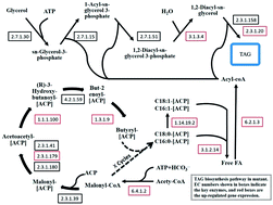 Graphical abstract: Gene expression and metabolic pathways related to cell growth and lipid synthesis in diatom Nitzschia ZJU2 after two rounds of mutagenesis by γ-rays