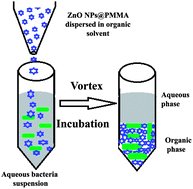 Graphical abstract: ZnO nanoparticle-modified polymethyl methacrylate-assisted dispersive liquid–liquid microextraction coupled with MALDI-MS for rapid pathogenic bacteria analysis