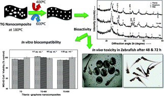 Graphical abstract: In vitro gene expression and preliminary in vivo studies of temperature-dependent titania–graphene nanocomposites for bone replacement applications