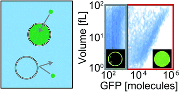 Graphical abstract: Identification of giant unilamellar vesicles with permeability to small charged molecules