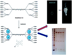 Graphical abstract: Cellular uptake, imaging and pathotoxicological studies of a novel Gd[iii]–DO3A-butrol nano-formulation