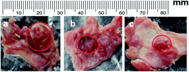 Graphical abstract: Endogenous porphyrin fluorescence as a biomarker for monitoring the anti-angiogenic effect in antitumor response to hesperetin loaded nanoparticles in experimental oral carcinogenesis