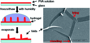 Graphical abstract: Folding and birefringence behavior of poly(vinyl alcohol) hydrogel film induced by freezing and thawing