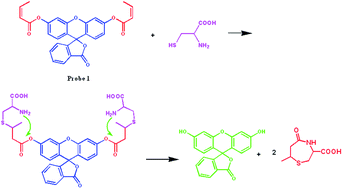Graphical abstract: Extremely selective fluorescence detection of cysteine or superoxide with aliphatic ester hydrolysis