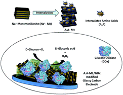 Graphical abstract: Amino acid intercalated montmorillonite: electrochemical biosensing applications