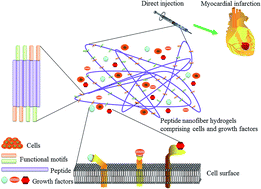 Graphical abstract: Fabrication of self-assembling peptide nanofiber hydrogels for myocardial repair