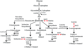 Graphical abstract: Preliminary investigation of metabolic engineering in a novel host bacterium Corynebacterium crenatum for alcohol biofuel production