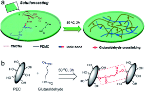 Graphical abstract: Polyelectrolyte complex nanofiltration membranes: performance modulation via casting solution pH