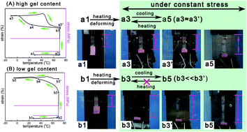 Graphical abstract: Two-way shape memory property and its structural origin of cross-linked poly(ε-caprolactone)