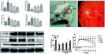 Graphical abstract: Effects of luteolin on retinal oxidative stress and inflammation in diabetes