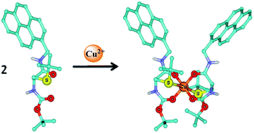 Graphical abstract: Cysteine-based fluorescence “turn-on” sensors for Cu2+ and Ag+