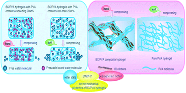 Graphical abstract: Effect of water state and polymer chain motion on the mechanical properties of a bacterial cellulose and polyvinyl alcohol (BC/PVA) hydrogel