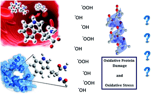 Graphical abstract: Tryptophan: antioxidant or target of oxidative stress? A quantum chemistry elucidation
