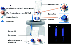 Graphical abstract: Sample-pretreatment-free based high sensitive determination of aflatoxin M1 in raw milk using a time-resolved fluorescent competitive immunochromatographic assay