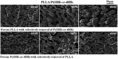 Graphical abstract: Enzymatic degradation and porous morphology of poly(l-lactide) and poly(3-hydroxybutyrate-co-4-hydroxybutyrate) blends