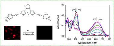Graphical abstract: Cyanine-based dithienylethenes: synthesis, characterization, photochromism and biological imaging in living cells