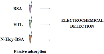 Graphical abstract: Electrochemical detection of N-homocysteinylated BSA in the fetal bovine serum medium