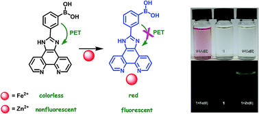 Graphical abstract: An imidazo-phenanthroline scaffold enables both chromogenic Fe(ii) and fluorogenic Zn(ii) detection