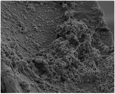 Graphical abstract: Continuous biocatalytic recovery of neodymium and europium