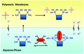 Graphical abstract: An enzyme-free glucose sensor based on a difunctional diboronic acid for molecular recognition and potentiometric transduction