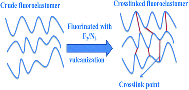 Graphical abstract: The reaction kinetics and mechanism of crude fluoroelastomer vulcanized by direct fluorination with fluorine/nitrogen gas