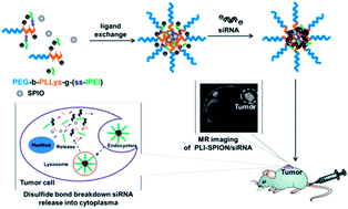 Graphical abstract: Effective siRNA therapy of hepatoma mediated by a nonviral vector with MRI-visibility and biodegradability