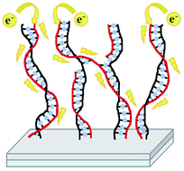 Graphical abstract: A facile route to electronically conductive polyelectrolyte brushes as platforms of molecular wires