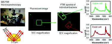 Graphical abstract: Understanding the cryotolerance of lactic acid bacteria using combined synchrotron infrared and fluorescence microscopies