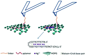Graphical abstract: A novel aptasensor based on single-molecule force spectroscopy for highly sensitive detection of mercury ions