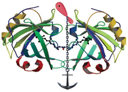 Graphical abstract: The innate capacity of proteins to protect against reactive radical species