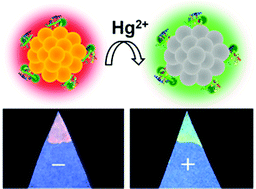 Graphical abstract: Terbium(iii)/gold nanocluster conjugates: the development of a novel ratiometric fluorescent probe for mercury(ii) and a paper-based visual sensor