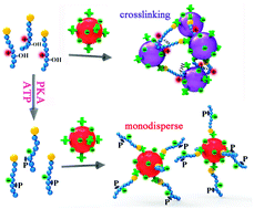 Graphical abstract: Phosphorylation-regulated crosslinking of gold nanoparticles: a new strategy for colorimetric detection of protein kinase activity