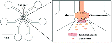 Graphical abstract: Recapitulation of in vivo-like neutrophil transendothelial migration using a microfluidic platform