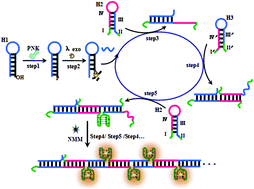 Graphical abstract: A label-free cyclic assembly of G-quadruplex nanowires for cascade amplification detection of T4 polynucleotide kinase activity and inhibition