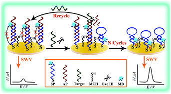 Graphical abstract: Target-induced reconfiguration of DNA probes for recycling amplification and signal-on electrochemical detection of hereditary tyrosinemia type I gene